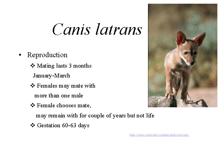 Canis latrans • Reproduction v Mating lasts 3 months January-March v Females may mate