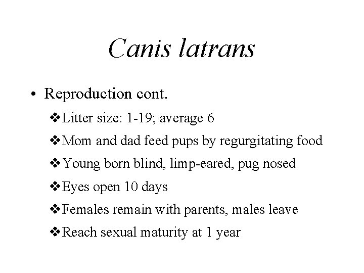 Canis latrans • Reproduction cont. v. Litter size: 1 -19; average 6 v. Mom