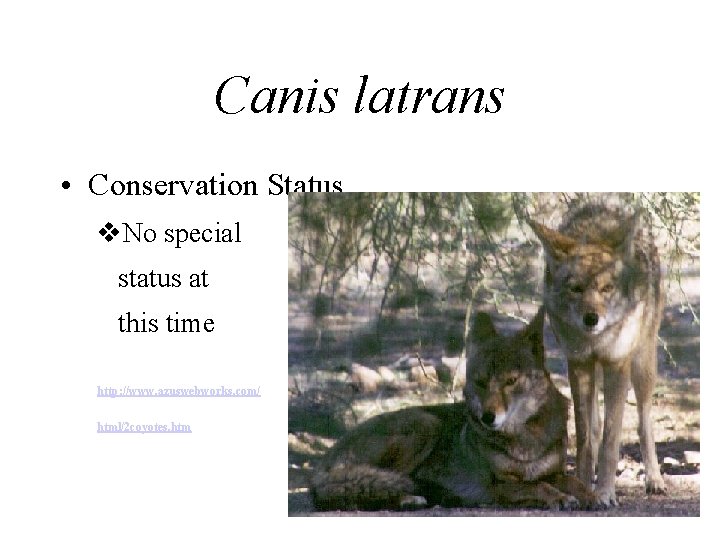 Canis latrans • Conservation Status v. No special status at this time http: //www.