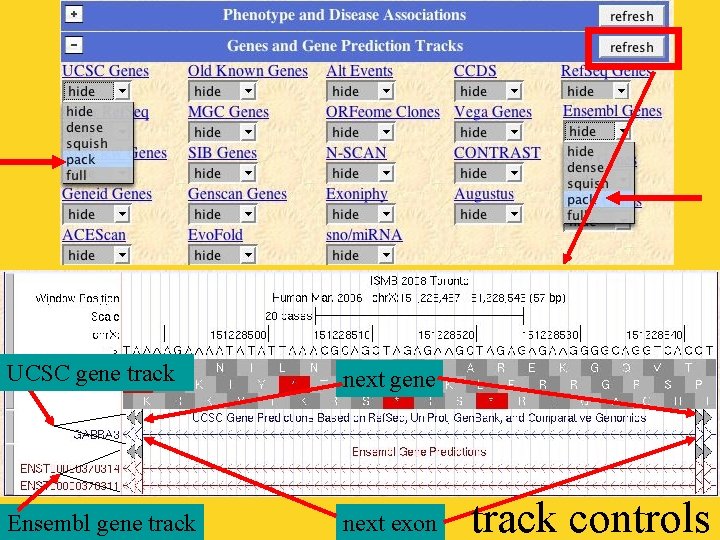 UCSC gene track next gene Ensembl gene track next exon track controls 