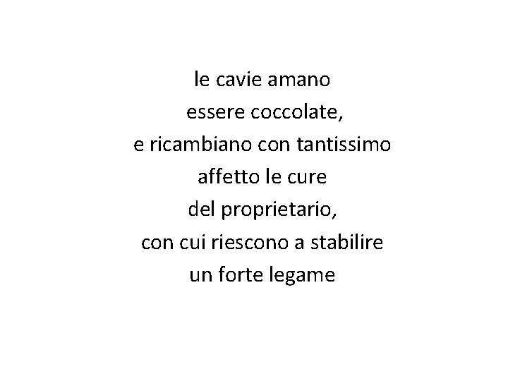 le cavie amano essere coccolate, e ricambiano con tantissimo affetto le cure del proprietario,