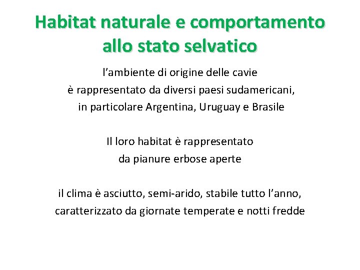 Habitat naturale e comportamento allo stato selvatico l’ambiente di origine delle cavie è rappresentato