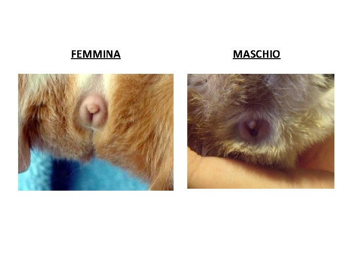 FEMMINA MASCHIO 