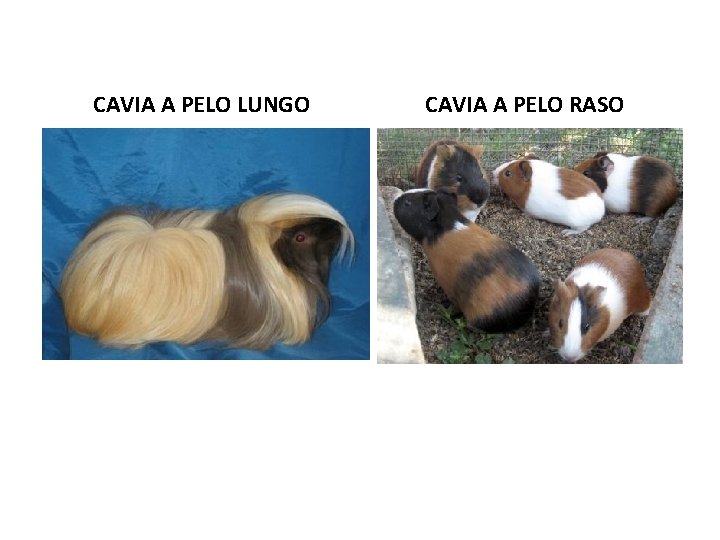 CAVIA A PELO LUNGO CAVIA A PELO RASO 
