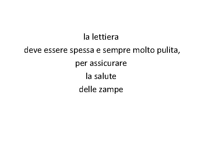 la lettiera deve essere spessa e sempre molto pulita, per assicurare la salute delle