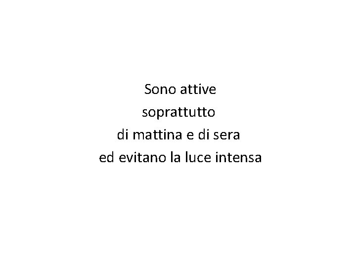 Sono attive soprattutto di mattina e di sera ed evitano la luce intensa 