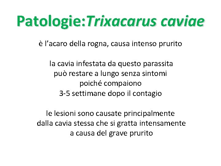 Patologie: Trixacarus caviae è l’acaro della rogna, causa intenso prurito la cavia infestata da