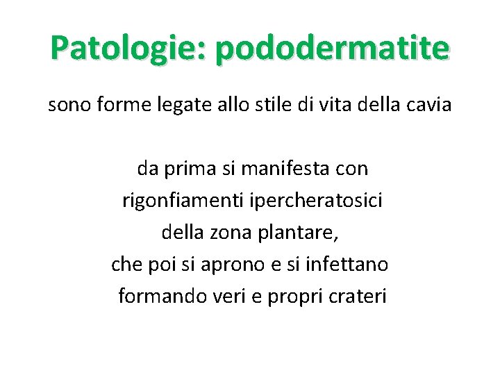 Patologie: pododermatite sono forme legate allo stile di vita della cavia da prima si