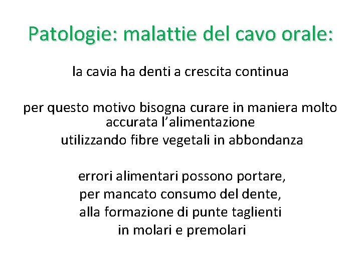 Patologie: malattie del cavo orale: la cavia ha denti a crescita continua per questo