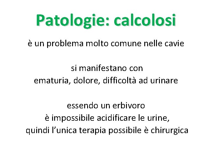 Patologie: calcolosi è un problema molto comune nelle cavie si manifestano con ematuria, dolore,