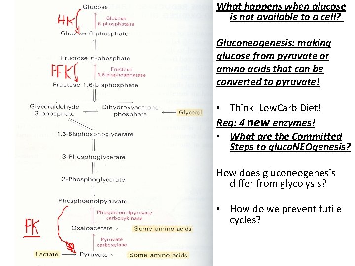 What happens when glucose is not available to a cell? Gluconeogenesis: making glucose from