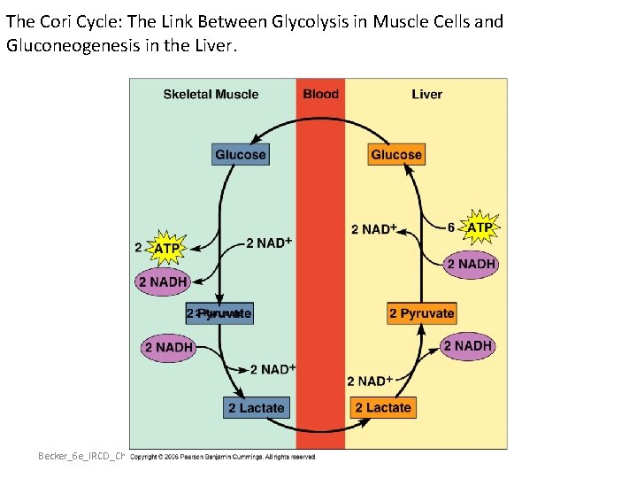 The Cori Cycle: The Link Between Glycolysis in Muscle Cells and Gluconeogenesis in the