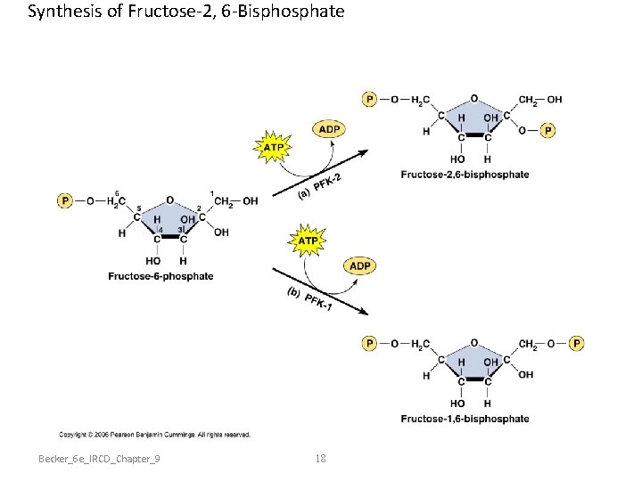 Synthesis of Fructose-2, 6 -Bisphosphate Becker_6 e_IRCD_Chapter_9 18 