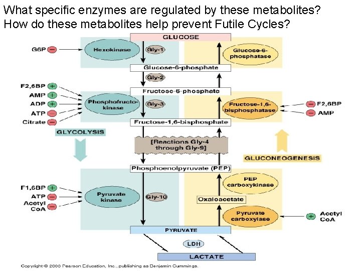 What specific enzymes are regulated by these metabolites? How do these metabolites help prevent