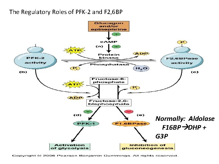 The Regulatory Roles of PFK-2 and F 2, 6 BP Normally: Aldolase F 16