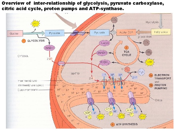 Overview of inter-relationship of glycolysis, pyruvate carboxylase, citric acid cycle, proton pumps and ATP-synthase.