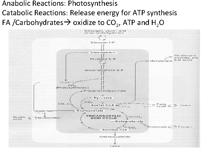 Anabolic Reactions: Photosynthesis Catabolic Reactions: Release energy for ATP synthesis FA /Carbohydrates oxidize to
