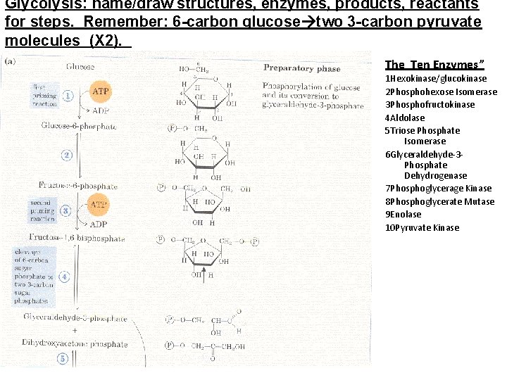 Glycolysis: name/draw structures, enzymes, products, reactants for steps. Remember: 6 -carbon glucose two 3
