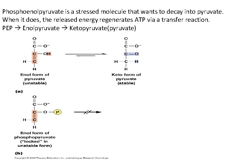 Phosphoenolpyruvate is a stressed molecule that wants to decay into pyruvate. When it does,