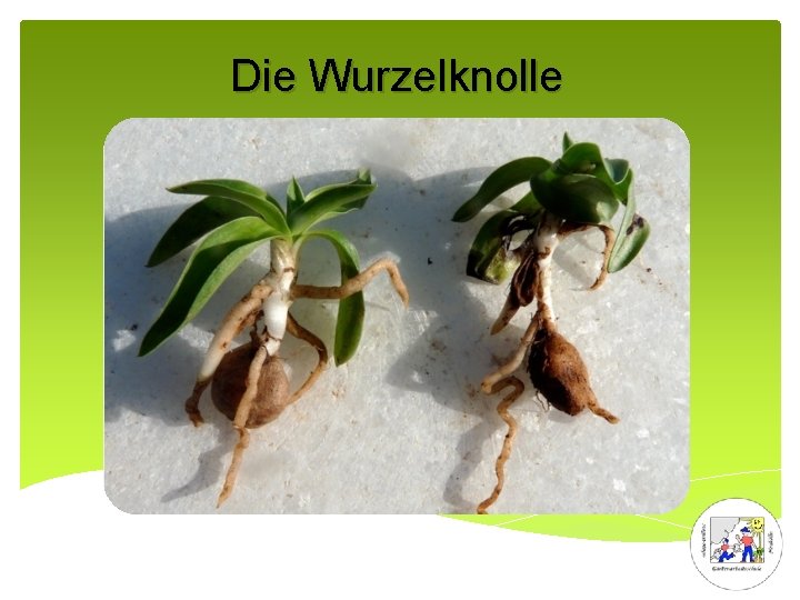 Die Wurzelknolle 