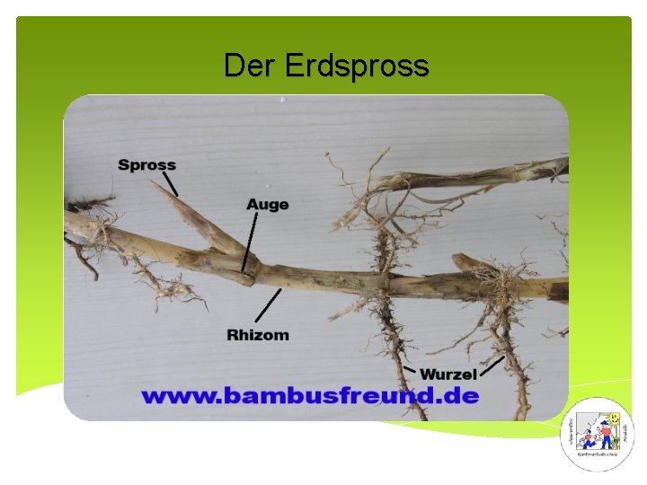 Der Erdspross 