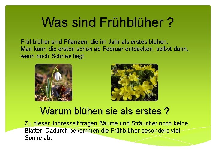 Was sind Frühblüher ? Frühblüher sind Pflanzen, die im Jahr als erstes blühen. Man