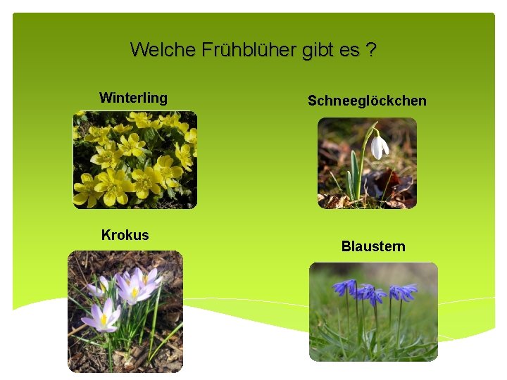 Welche Frühblüher gibt es ? Winterling Krokus Schneeglöckchen Blaustern 