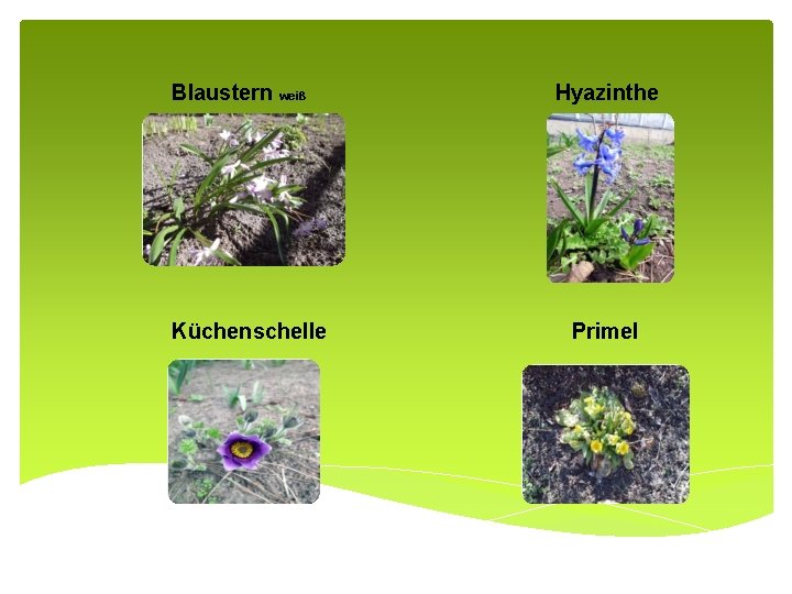 Blaustern weiß Küchenschelle Hyazinthe Primel 