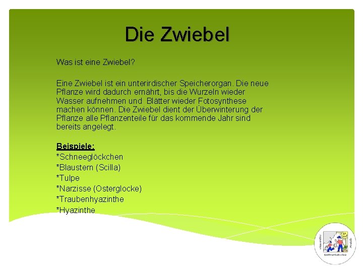 Die Zwiebel Was ist eine Zwiebel? Eine Zwiebel ist ein unterirdischer Speicherorgan. Die neue