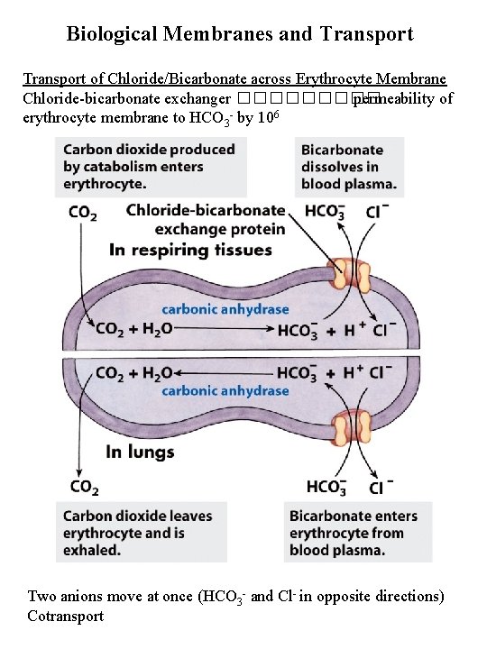 Biological Membranes and Transport of Chloride/Bicarbonate across Erythrocyte Membrane Chloride-bicarbonate exchanger ����� permeability of