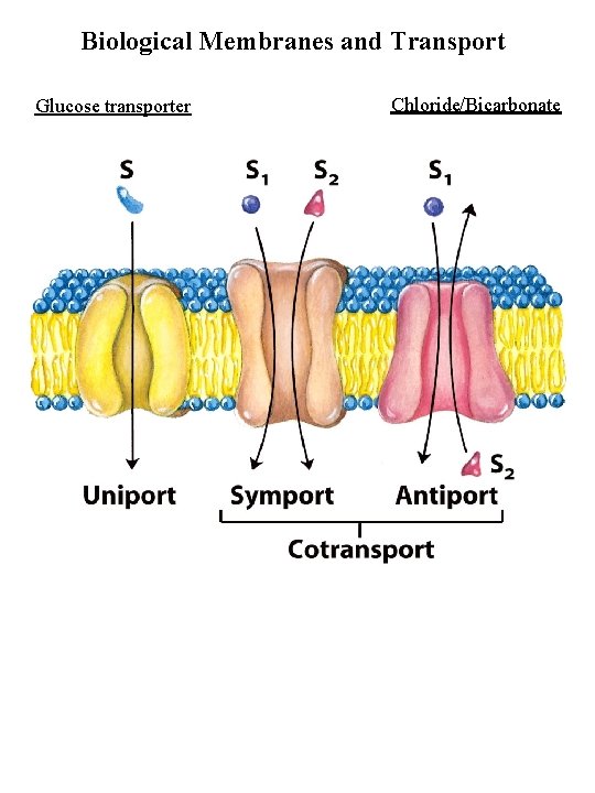 Biological Membranes and Transport Glucose transporter Chloride/Bicarbonate 