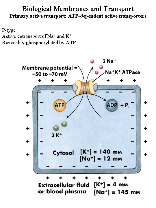 Biological Membranes and Transport Primary active transport: ATP-dependent active transporters P-type Active cotransport of