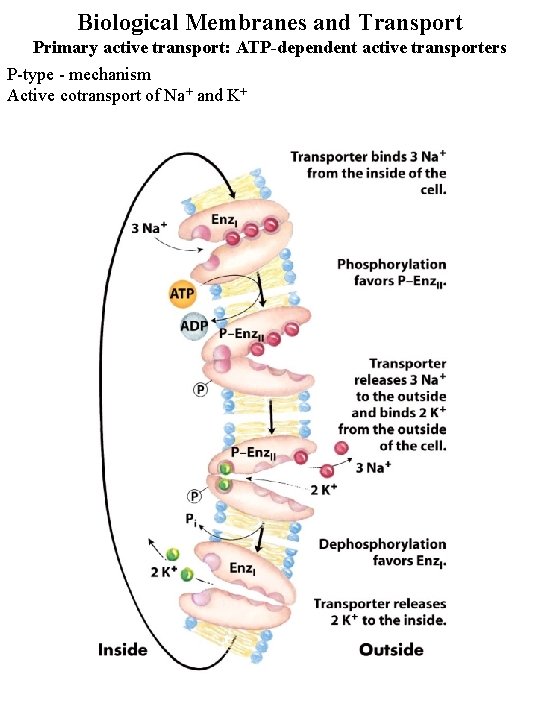 Biological Membranes and Transport Primary active transport: ATP-dependent active transporters P-type - mechanism Active