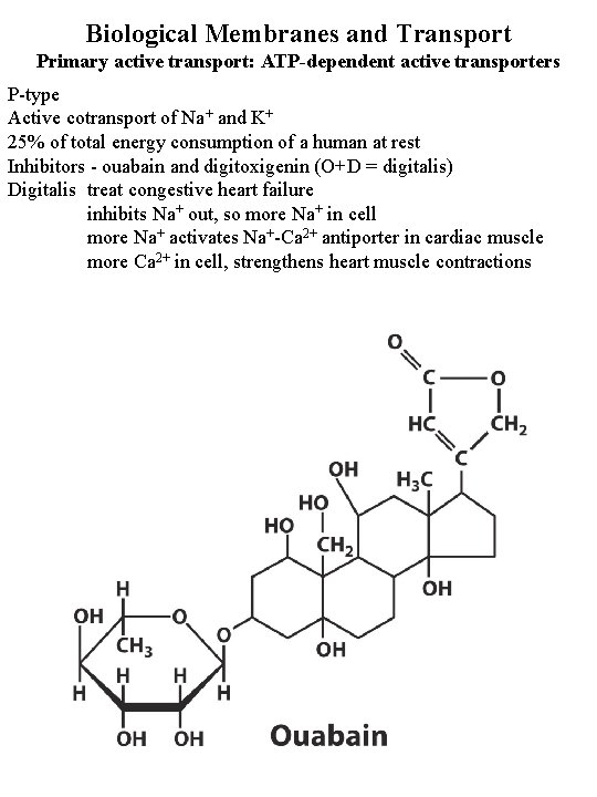 Biological Membranes and Transport Primary active transport: ATP-dependent active transporters P-type Active cotransport of