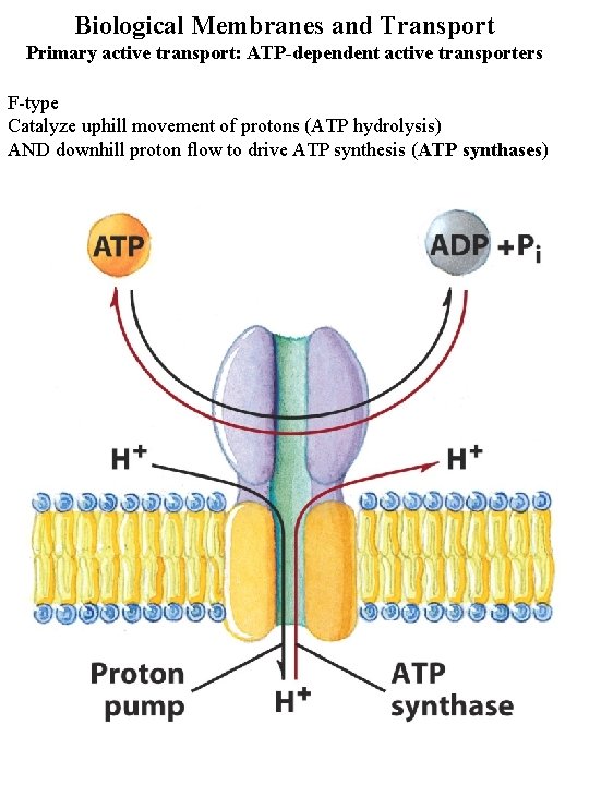 Biological Membranes and Transport Primary active transport: ATP-dependent active transporters F-type Catalyze uphill movement