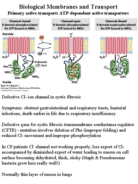 Biological Membranes and Transport Primary active transport: ATP-dependent active transporters Defective Cl- ion channel
