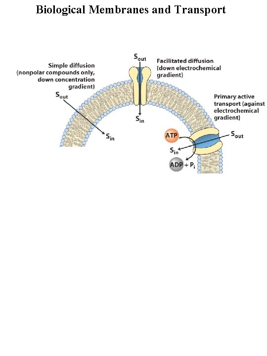 Biological Membranes and Transport 