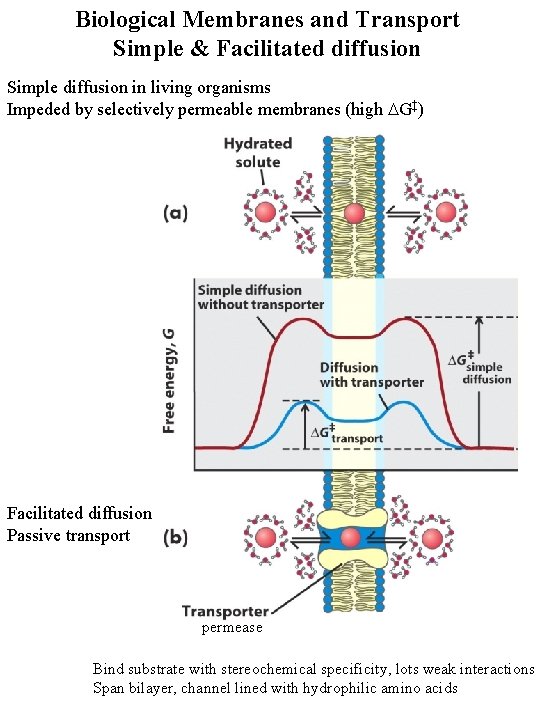 Biological Membranes and Transport Simple & Facilitated diffusion Simple diffusion in living organisms Impeded