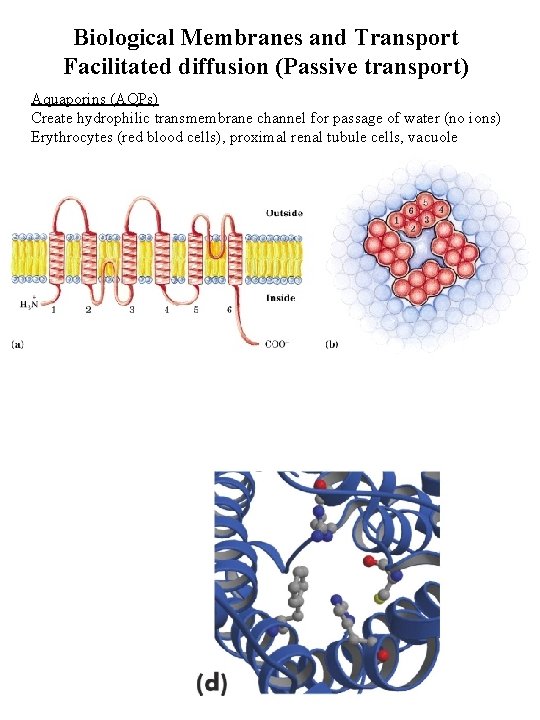 Biological Membranes and Transport Facilitated diffusion (Passive transport) Aquaporins (AQPs) Create hydrophilic transmembrane channel