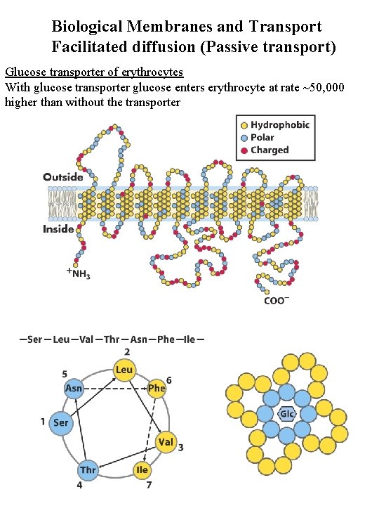 Biological Membranes and Transport Facilitated diffusion (Passive transport) Glucose transporter of erythrocytes With glucose