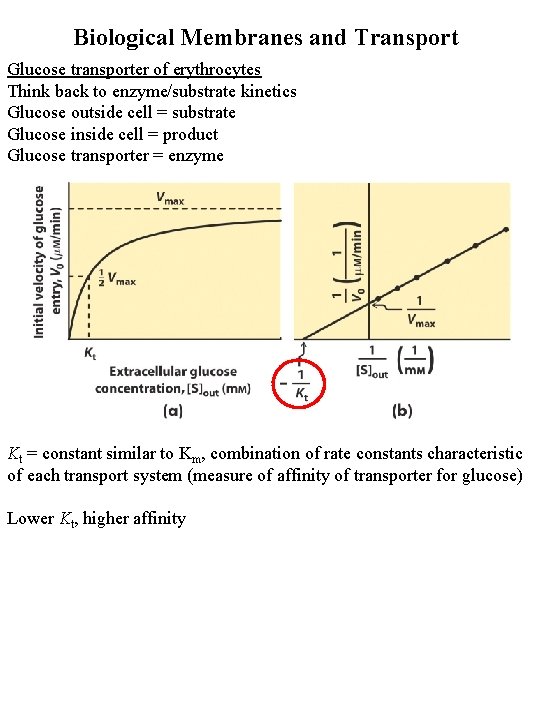 Biological Membranes and Transport Glucose transporter of erythrocytes Think back to enzyme/substrate kinetics Glucose
