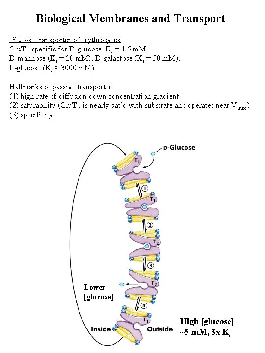 Biological Membranes and Transport Glucose transporter of erythrocytes Glu. T 1 specific for D-glucose,