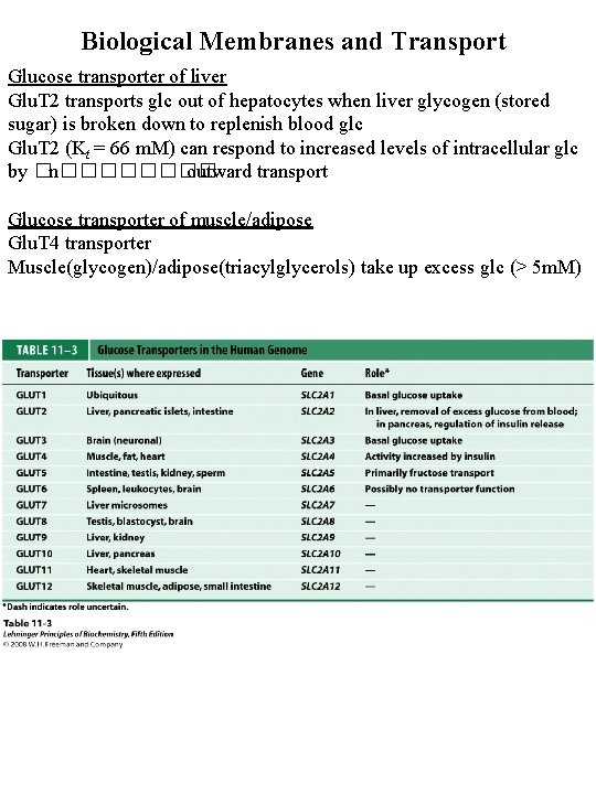 Biological Membranes and Transport Glucose transporter of liver Glu. T 2 transports glc out