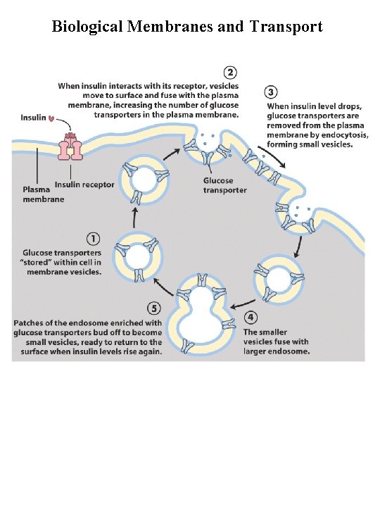 Biological Membranes and Transport 
