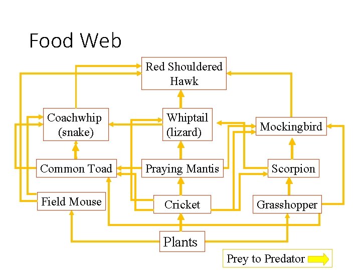 Food Web Red Shouldered Hawk Coachwhip (snake) Common Toad Field Mouse Whiptail (lizard) Praying