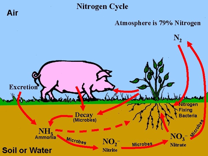 Nitrogen Cycle Air Atmosphere is 79% Nitrogen N 2 Excretion Nitrogen Fixing Bacteria Decay