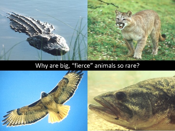 Why are big, “fierce” animals so rare? 