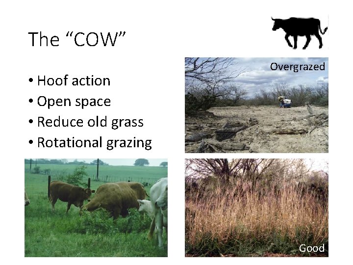 The “COW” • Hoof action • Open space • Reduce old grass • Rotational