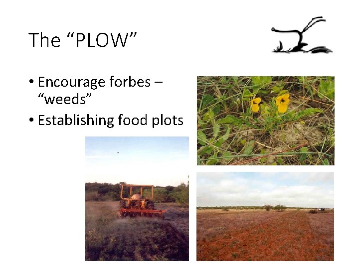 The “PLOW” • Encourage forbes – “weeds” • Establishing food plots 