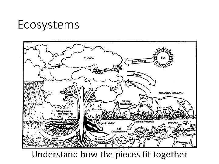 Ecosystems Understand how the pieces fit together 